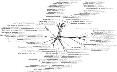 NeighborNet: improved algorithms and implementation